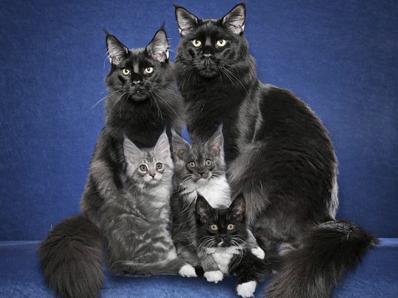 familia-gatos
