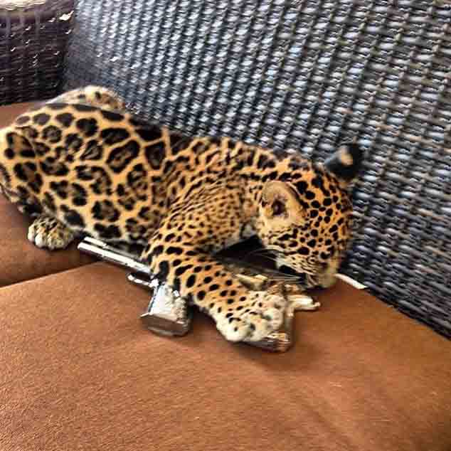 jaguar-pistola